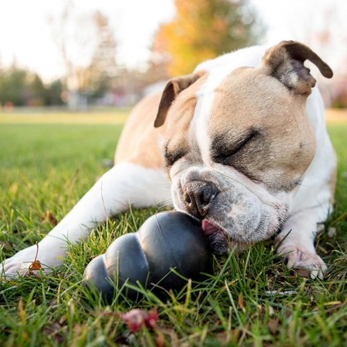 Keep Tails Wagging: The Best Interactive Toys Your Dog Will Love